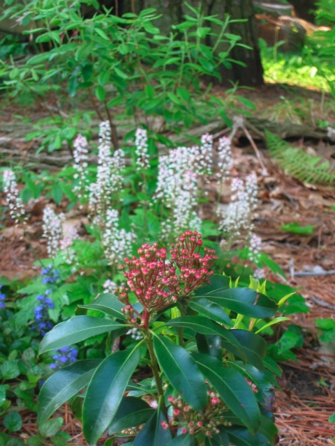 Mountain laurel in forground and foam flowers in the background.
