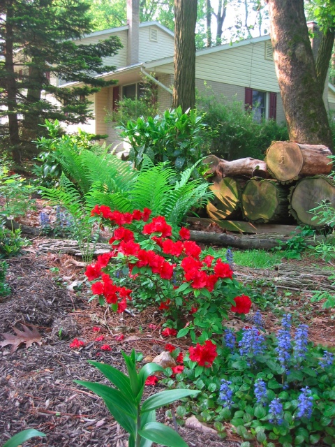 This view is from the curb, I don't know the blue wild flower (ajuga?) that I did not plant, kurume azalea (red) and pile of seasoning firewood from a locust tree felled the across the street a prior year.
