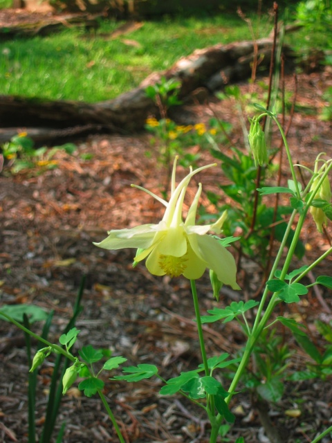 I started this columbine from seeds a few years prior.
