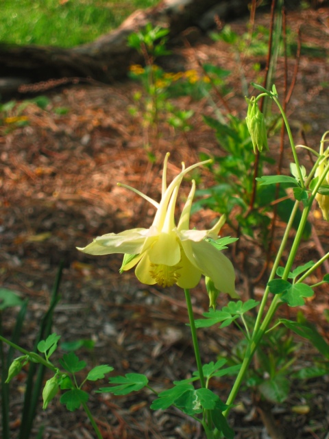 I love the delicate and elegant shape of this Rocky Mountain Columbine.