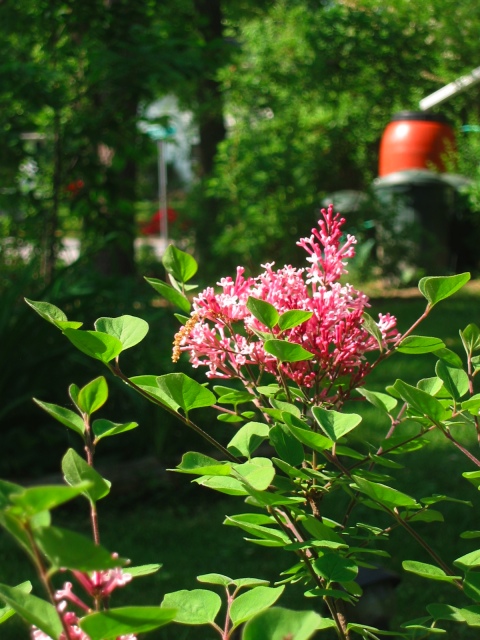 One of Mary Ann's lilacs; rain-catching barrel in the background collecting run-off from the roof.