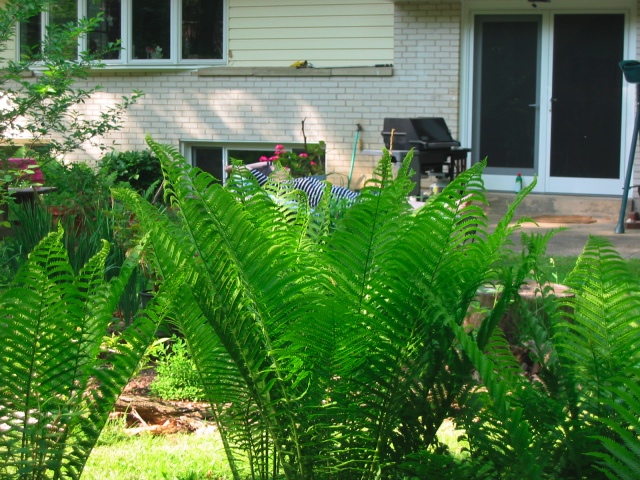 Our backdorr into the garden. These ferns run wild and rampant all over our garden.