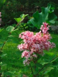 Mary Ann's favorite lilac.