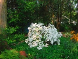 The Delaware azalea that I transplanted in 2001 from the front of the house to this better spot.