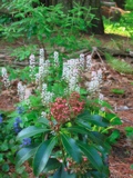 Mountain laurel in forground and foam flowers in the background.