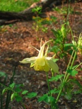I love the delicate and elegant shape of this Rocky Mountain Columbine.
