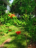 Oconee Azalea, Rhododendron flammeum, a native American azalea.
