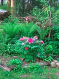 The tree pony; ferns cover a tree stump over which I planted a clematis (not yet blooming).