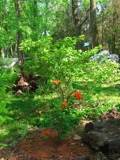 Oconee Azalea, R. flammeum (red forground) and Delaware azalea (whte (in the background to the right.