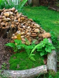 My beloved rock pile. The foam flower is a transplant from another location. It's supposed to take over the entire area.