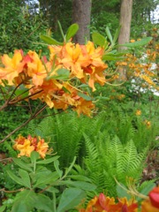 Flower of flame azalea