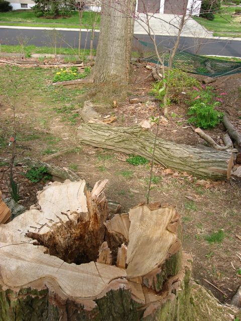 Locust tree that had to cut down, squirels were living in the hollows)