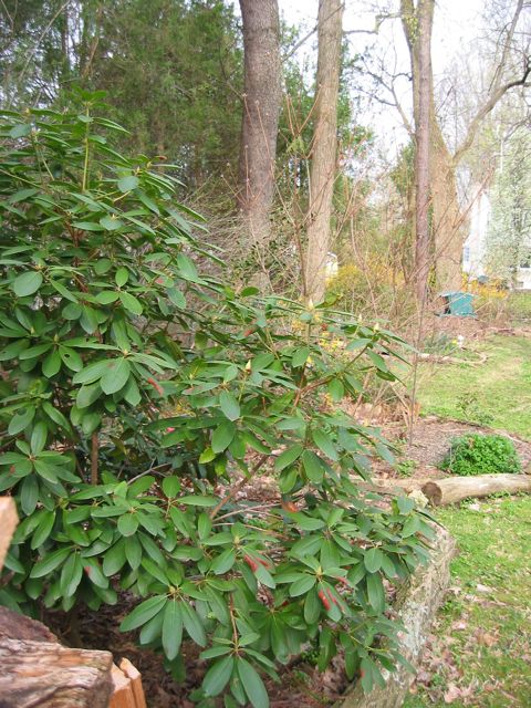 Rhodendron (fore) and Flame azalea (back)