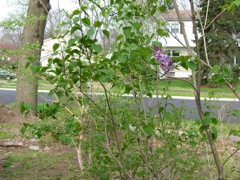 Blooming lilac (needs more sun)