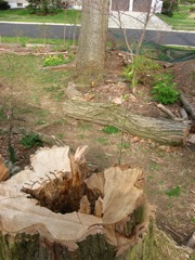 Locust tree that had to cut down, squirels were living in the hollows)