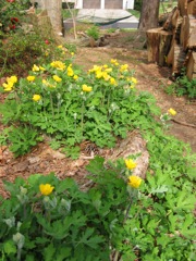Poppies thriving on wooden logs I use for borders
