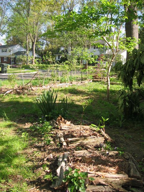 Nursery of American native azalea (forgot which one)
