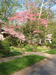 Mature Dogwood Tree in front of our home