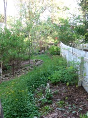 Border garden