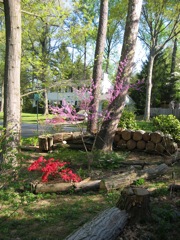 Kurume Azalea under Rosebud tree