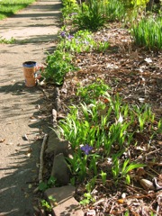 Dwarf Iris (fore) and Rocky Mountain Columbine (next to cup)