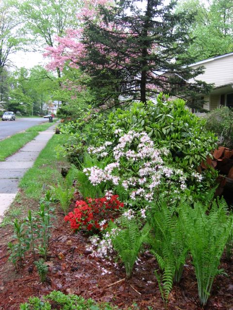 Piedmont azalea (white) with kurume (red) and ferns and ajuga (???) for green back drop