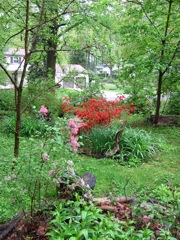 A kurume hybrid azalea (red)