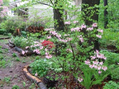 Piedmont native American azalea almost finished blooming