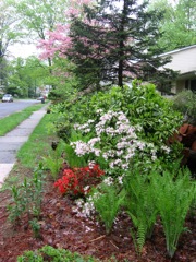 Piedmont azalea (white) with kurume (red) and ferns and ajuga (???) for green back drop