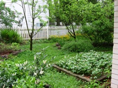 Strawberry patch under apple trees and Sarah Van Fleet rigosa rose in back