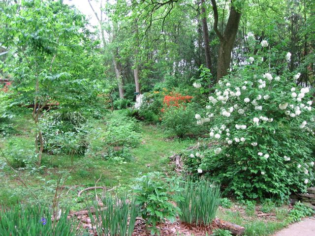 Backyard, not sure what the white flowering bush is, azalea in orange ad white in back