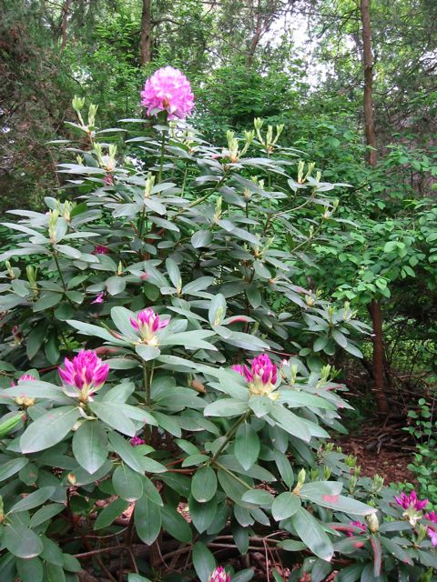 rhododendron in bloom