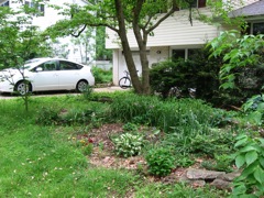 my bicycle and sweetheart's car under dogwood in our drive way