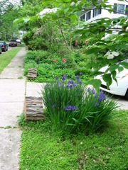 Dog Wood (fore), Japanese iris (blue), and poenies (red) of our front yard