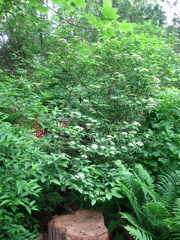 American Crberry Bush (viburnum tribolum 'Alfred'