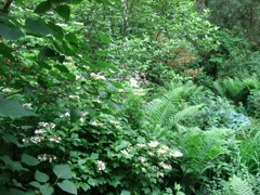 American Cranberry Bush (viburnum triobum 'Alfredo')