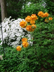 Klondike (orange) and Delaware (white) azaleas
